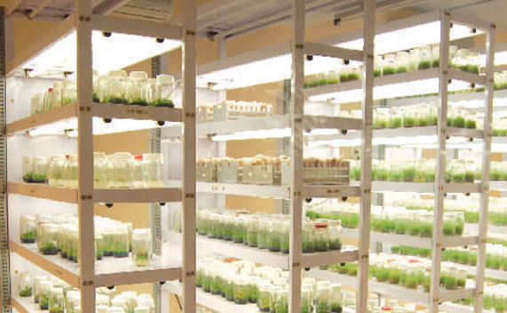 Tissue Culture Rack